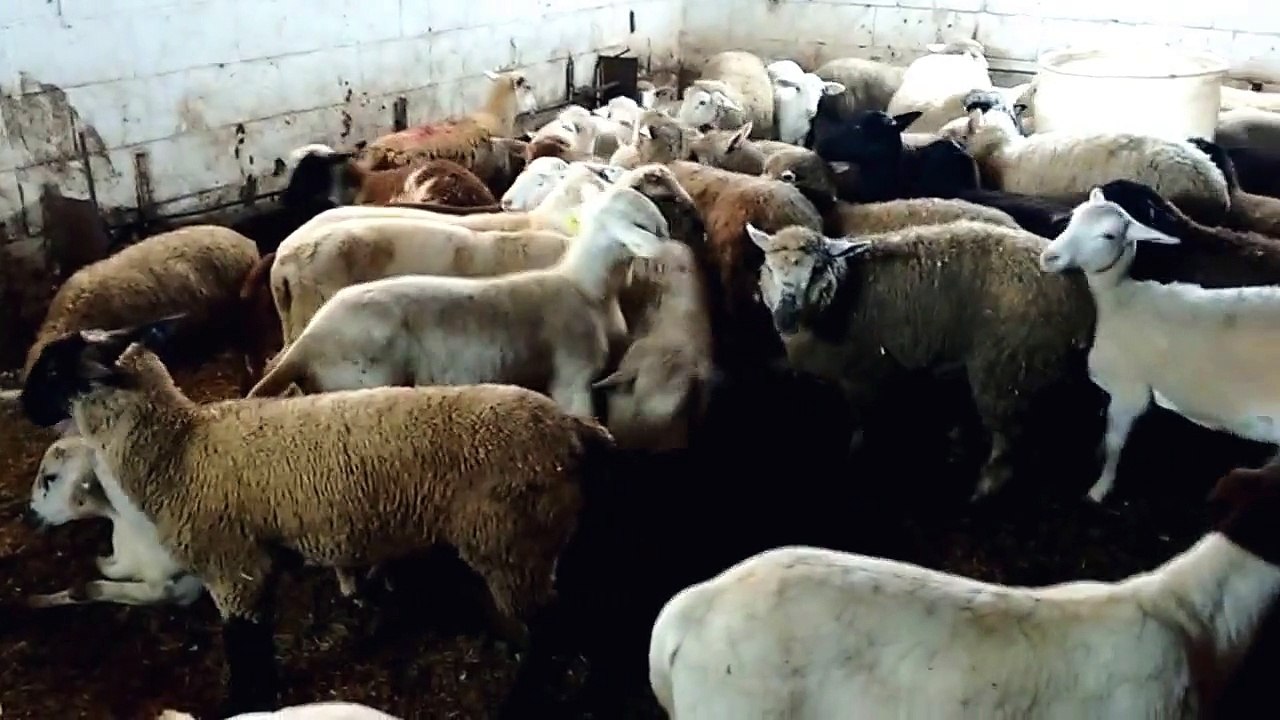 Sher Midwood Goat for Eid ul Azha 2015