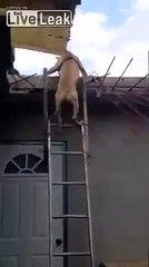 LiveLeak.com - Dog knows better