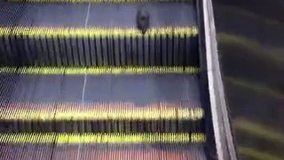 LiveLeak.com - Rodent treadmill