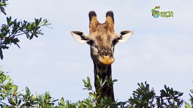 Drôles D'Animaux Qui Parlent