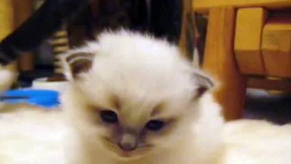 Kafasını Taşımakta Zorlanan Uykucu Kedi