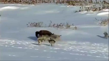 This thuggish buffalo doesn t care about anyone but himself-copypasteads.com