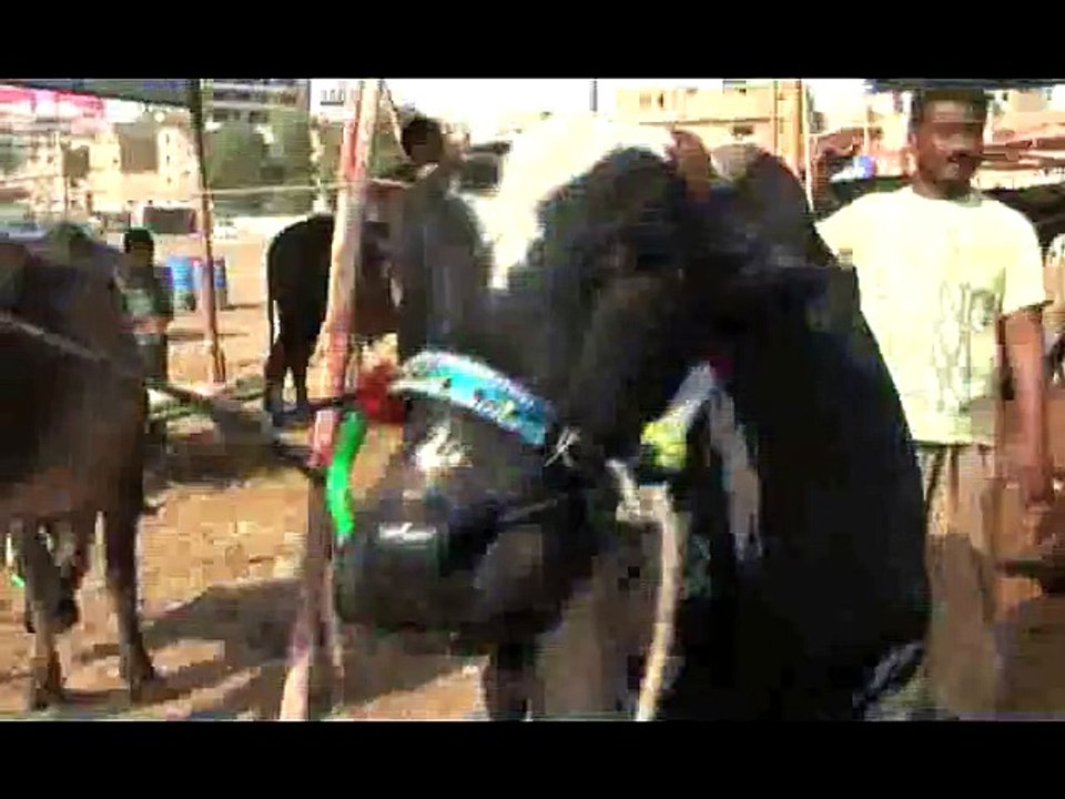 Web chutney (Bakra eid)