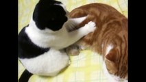 Cat massaging another cat