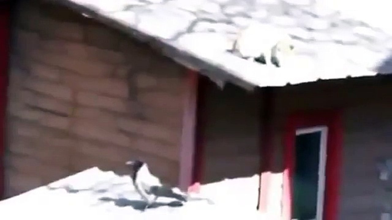 Crow Sparks A Fight Between 2 Cats