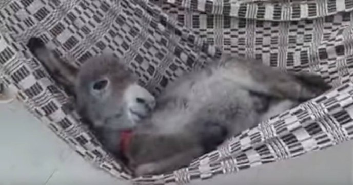 Ce petit âne ensoleillera même la journée la plus déprimante. Faites-moi confiance !