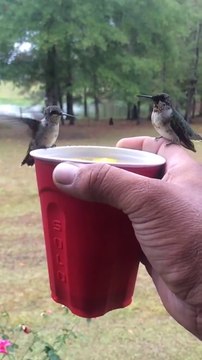 Des dizaines de Colibris viennent se nourrir dans la main d'un homme - Moment magique