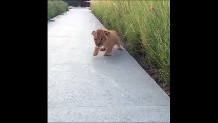 Le plus petit rugissement de bébé lion, trop mignon