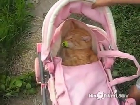 Cette fillette prend son chat pour un poupon... Pauvre bête!