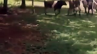 LiveLeak.com - Cow vs Sheep .. who won?