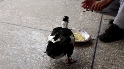 Funny Duck Eating Maggi