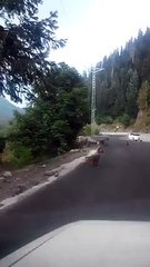 Changla Gali lot of monkies are at road...