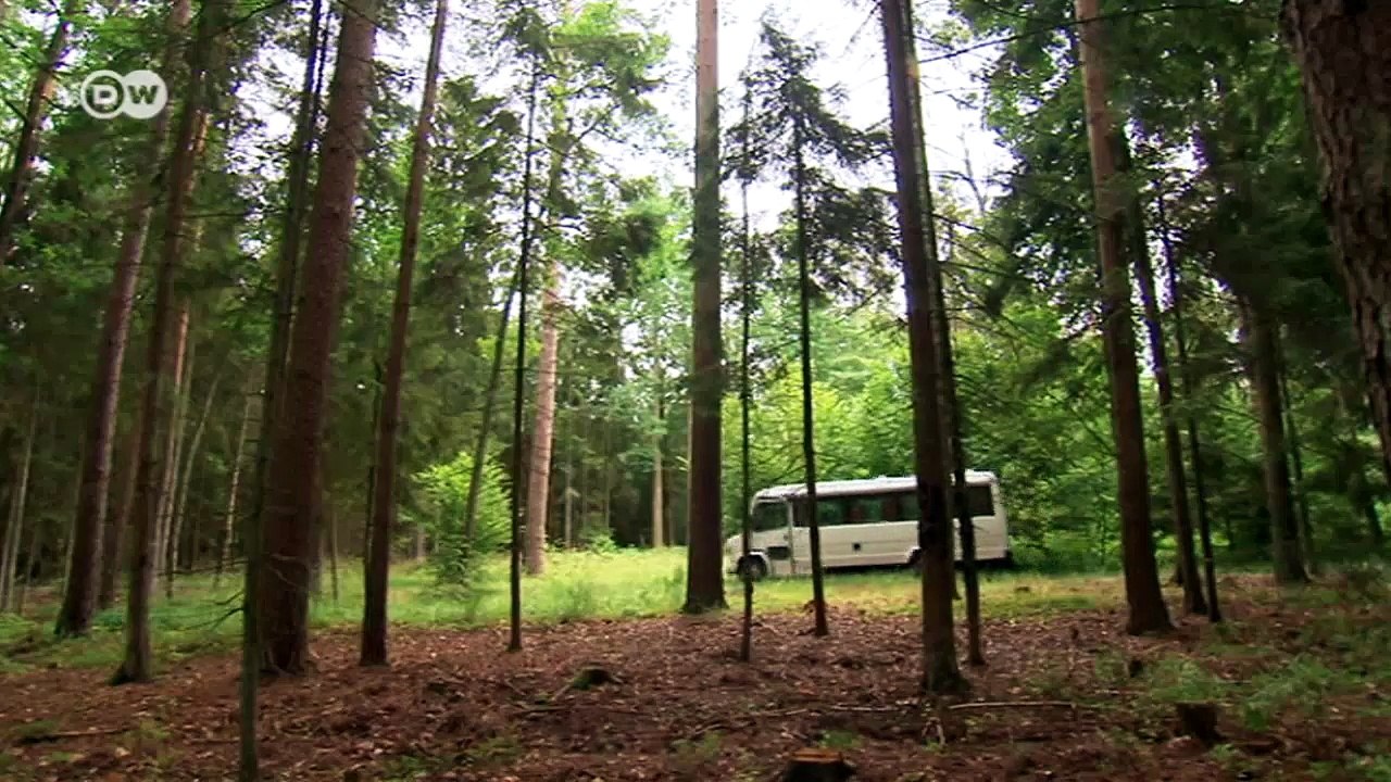 Grenzenloses Wandern im Bialowieza-Nationalpark | Fokus Europa