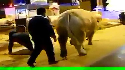 Amazing and Beautiful Bull on Bakra Eid 2015