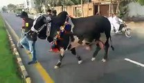 Beautiful Cows Run at The Time of Zibah eid 2015 - must watch