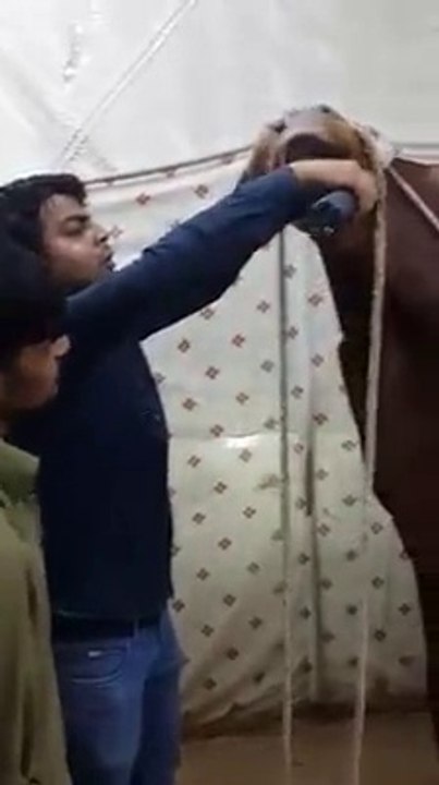 Cow drinking milk for Eid 2015