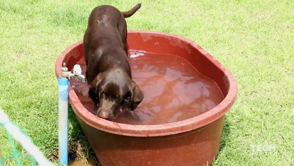 Le clonage de chien est une réalité