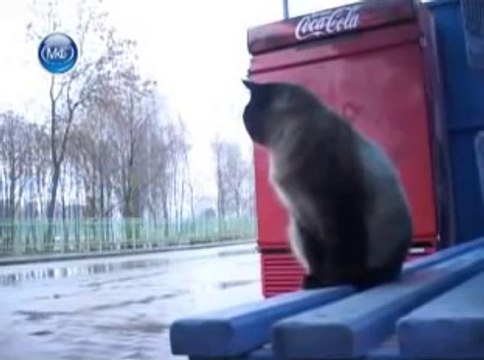 Кот который ждет хозяина каждый день...