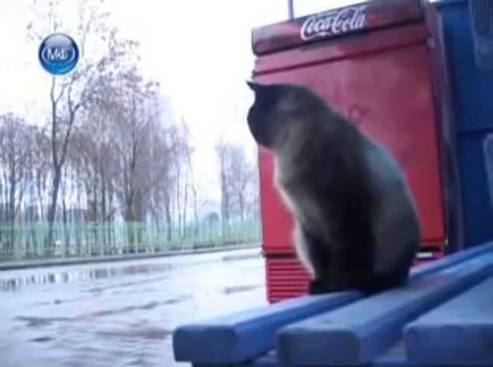 Кот который ждет хозяина каждый день...