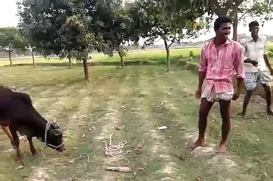 Dangerous Beautiful Cow Qurbani Eid ul azha 2015 HD Must Watch-)