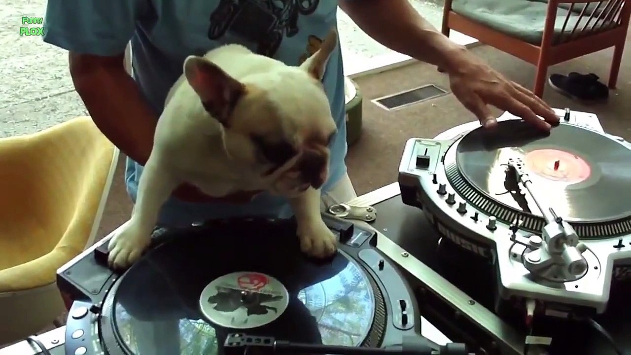 Ultimate Pug Video Compilation 2013 [HD]