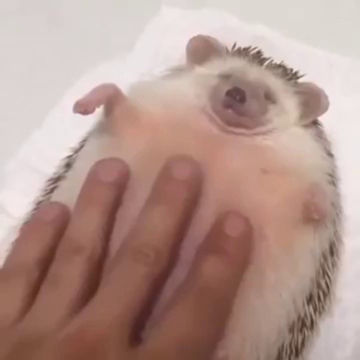 Релакс ежа!
