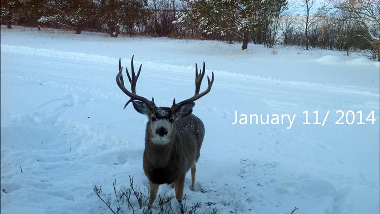 Deer loosing antlers