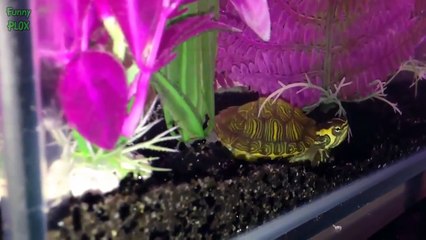 Funny Animals Dancing Compilation 2015 [NEW HD]