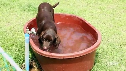 Vous pourrez cloner votre chien mort avec la Sooam