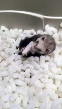 Un furet s'éclate dans un bain de polystyrène