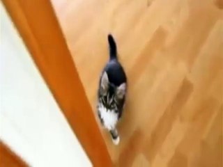 Cats Eating and Drinking With Funny Style