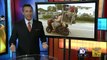 Man named Hickory rides with 6 pets on the back of his scooter in Florida [Pet Man]