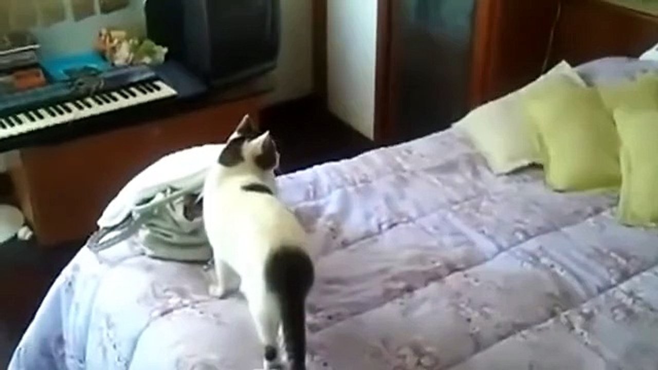 Telefona Bakan Kedi