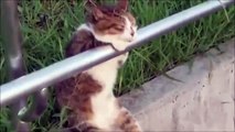 compilation love : chats chiens trop mignons CAT AND DOG