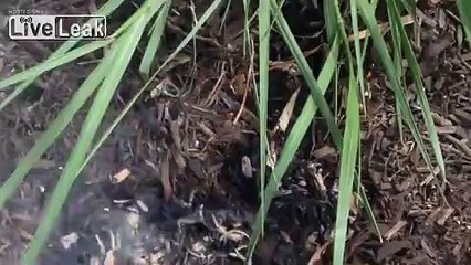 How to start a forest fire!