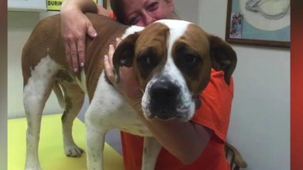 Texas woman asks her Facebook friends to shoot her dog