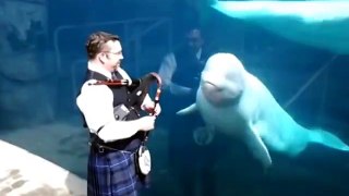 Beluga Whale Meets Bagpiper