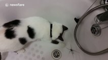 'Biggest species' of spider confuses cat in UK home