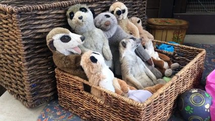 Кто спит Я не сплю