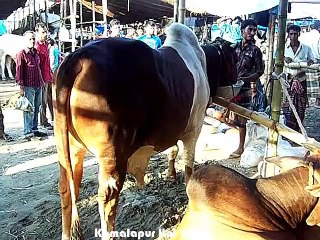 Qurbani Eid In Bangladesh 2013
