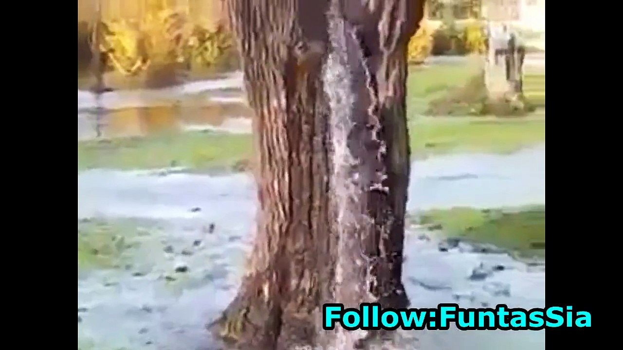 Water Coming Out From a Tree