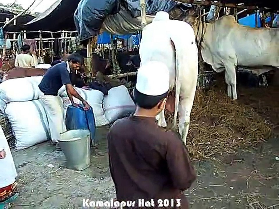 Qurbani Eid In Bangladesh 2013