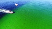 Un immense banc de requin filmé depuis le ciel !