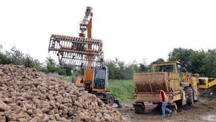 Lillers : début de campagne betteravière chez Tereos