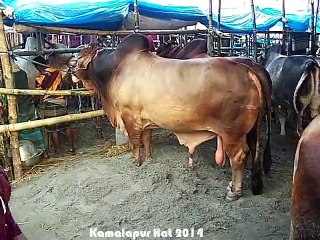 Qurbani EId In Bangladesh 2014