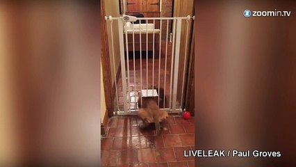 Avez-vous déjà vu un chien passer par une chatière?