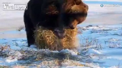 Un ours fait mumuse avec une boule de foin....