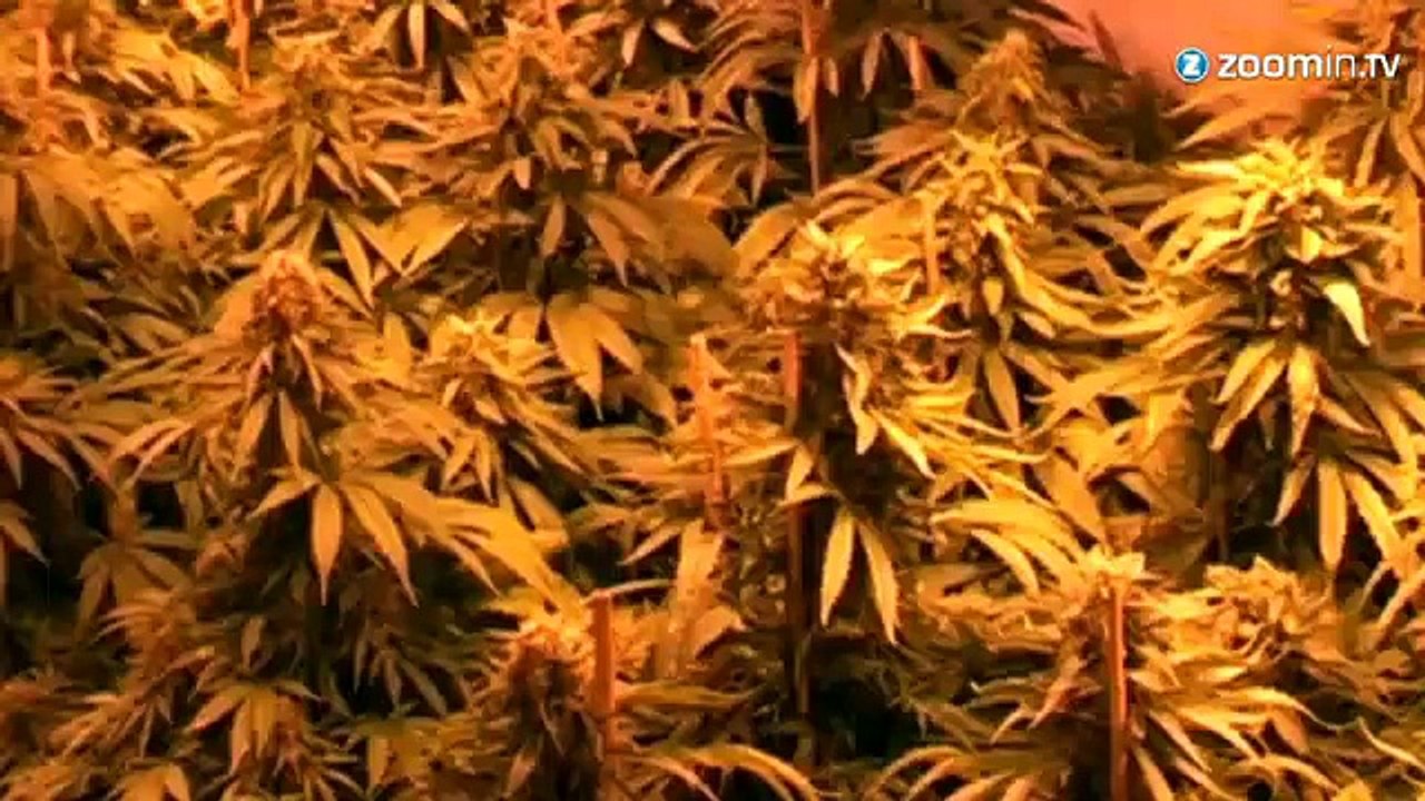 Amsterdam et Bob Marley : 70 ans de musique et d'amour