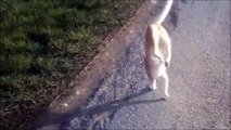 Un chat acrobate marche sur ses pattes avant sur plusieurs mètres...