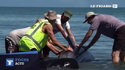 200 baleines échouées en Nouvelle-Zélande